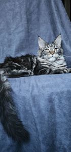 Від цього батька є 2 вільні дівчинки мейн кун