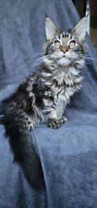 Від цього батька є 2 вільні дівчинки мейн кун