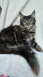 Від цього батька є 2 вільні дівчинки мейн кун