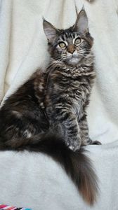 Від цього батька є 2 вільні дівчинки мейн кун