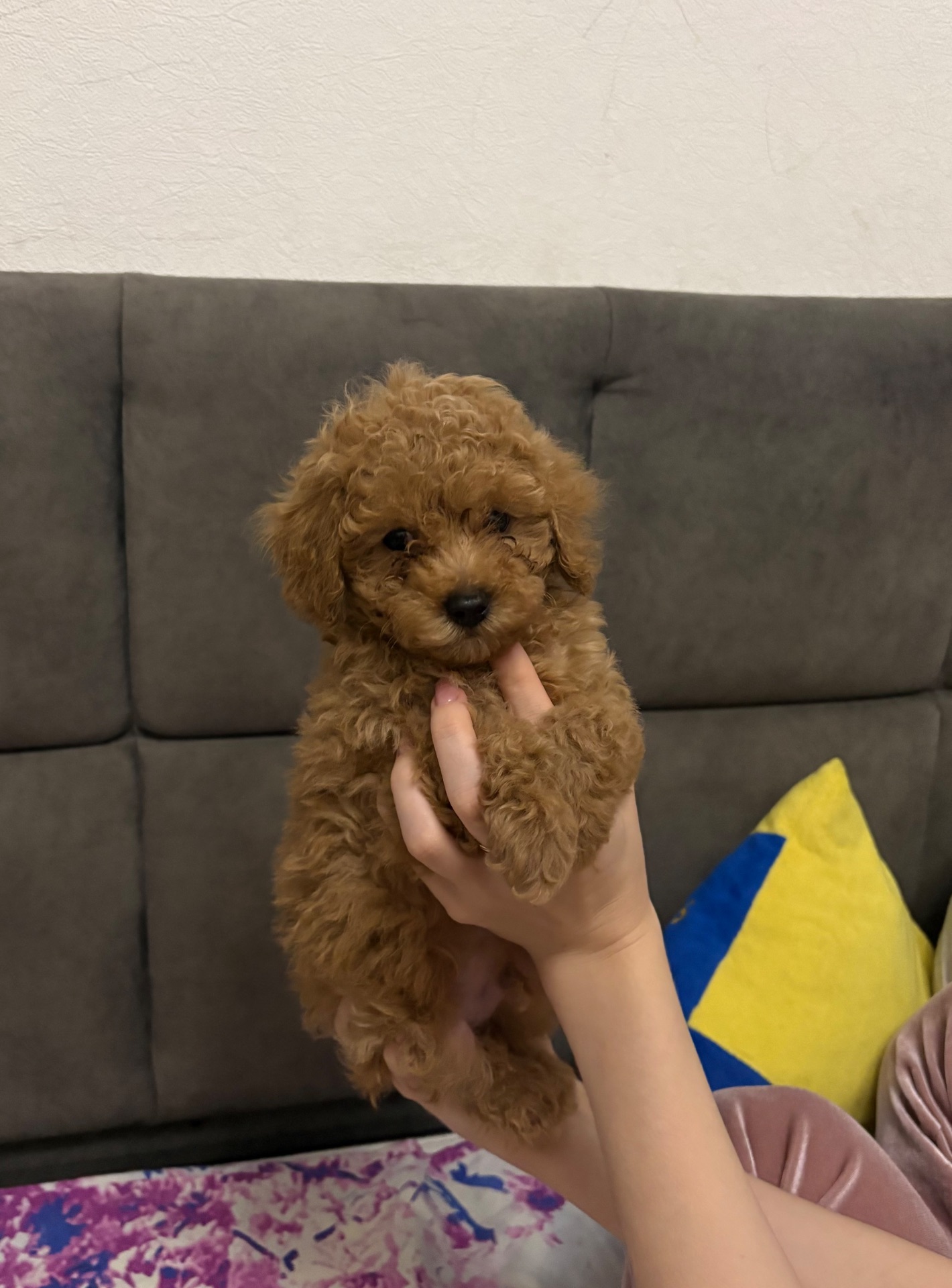 Продам той пуделя