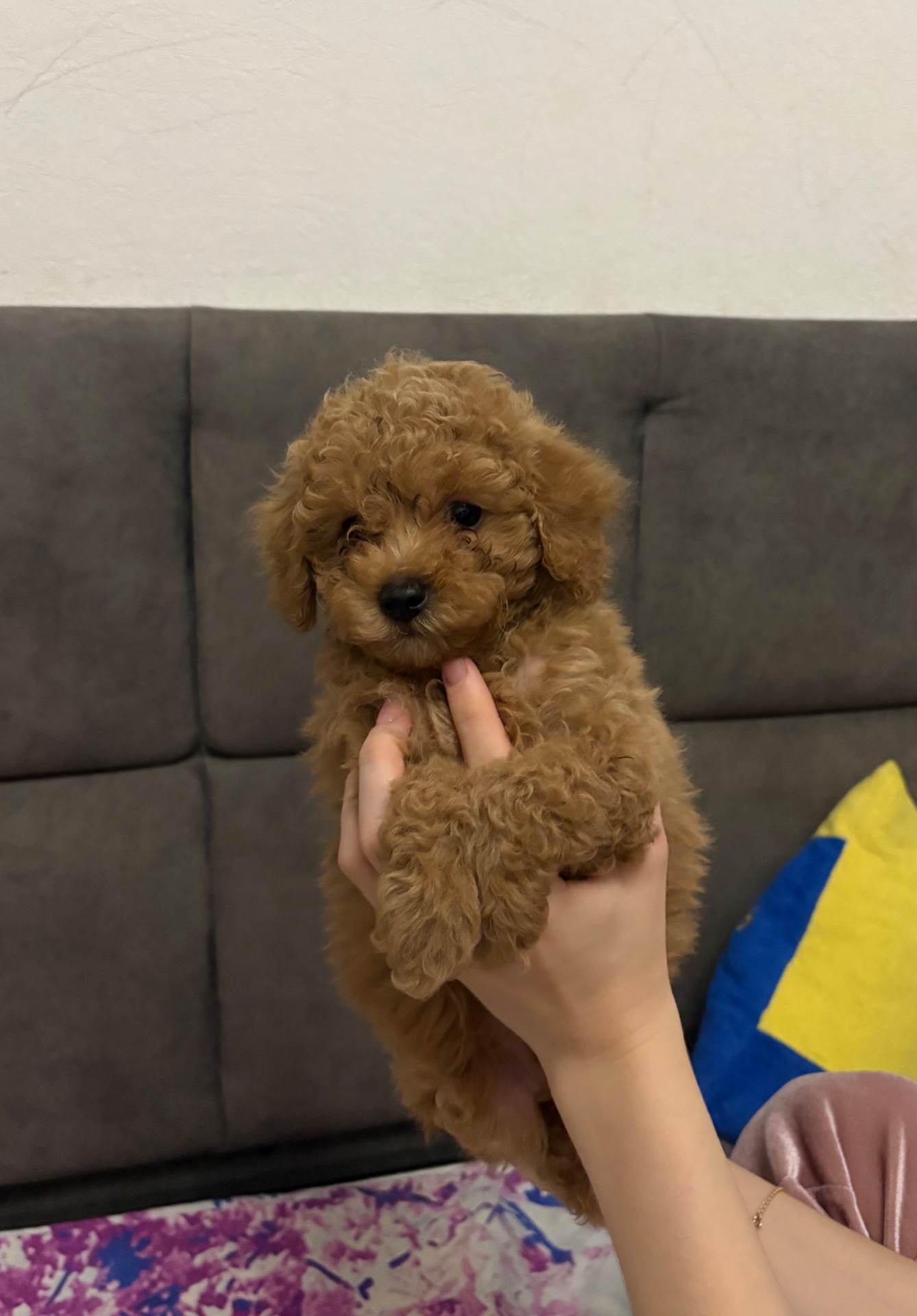 Продам той пуделя