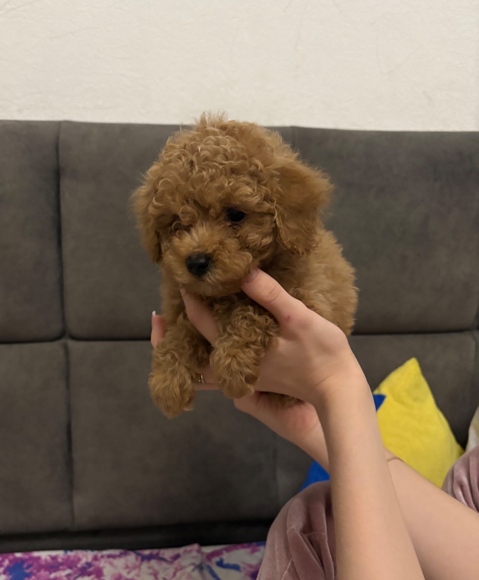 Продам той пуделя