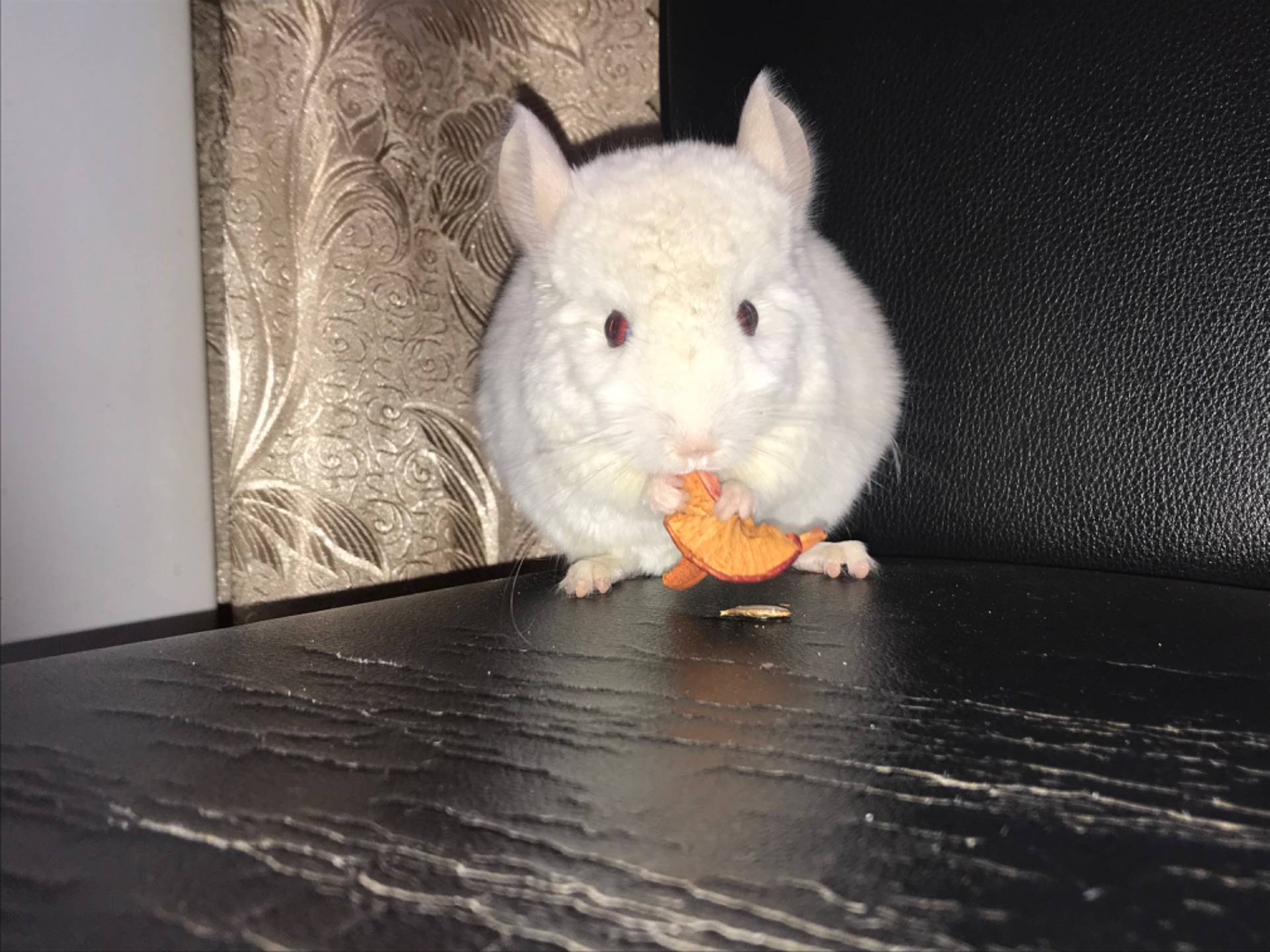 Хлопчик шиншила білий рецесивний лова (голдбар) можливий носій ангори