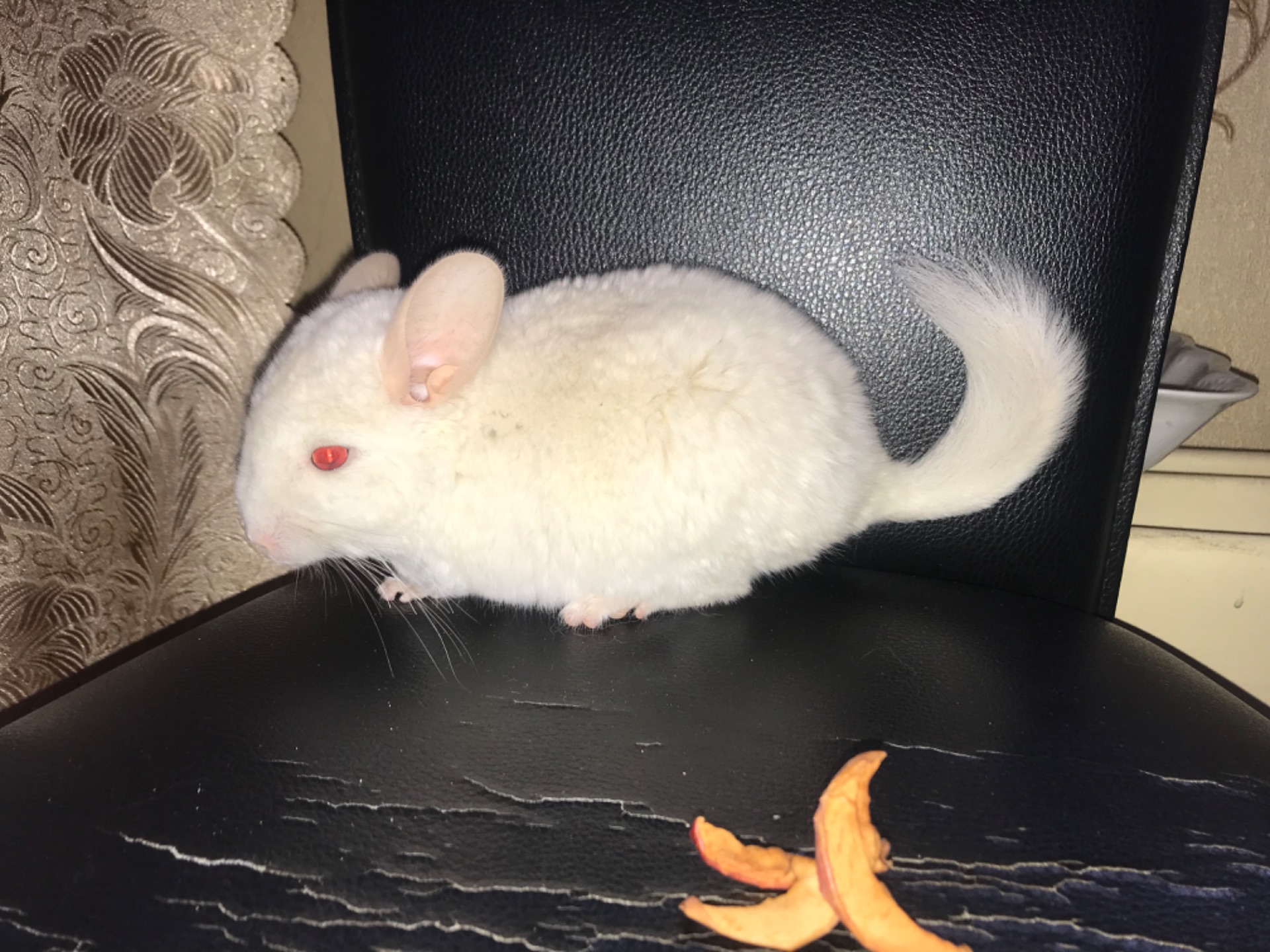 Хлопчик шиншила білий рецесивний лова (голдбар) можливий носій ангори