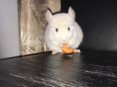 Хлопчик шиншила білий рецесивний лова (голдбар) можливий носій ангори