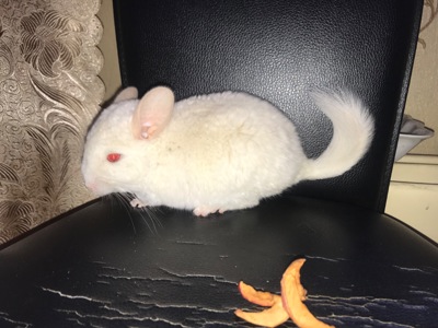 Хлопчик шиншила білий рецесивний лова (голдбар) можливий носій ангори