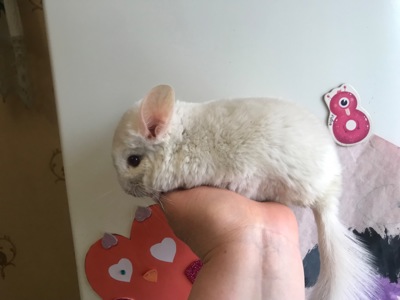 Хлопчик шиншила білий рецесивний лова (голдбар) можливий носій ангори