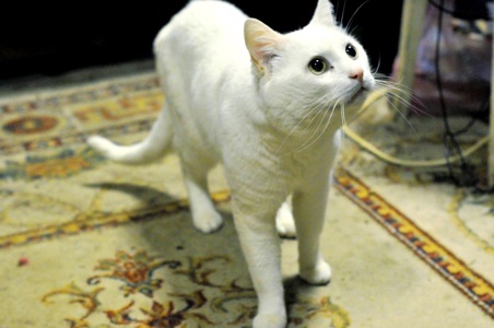 Амур (Малиш)