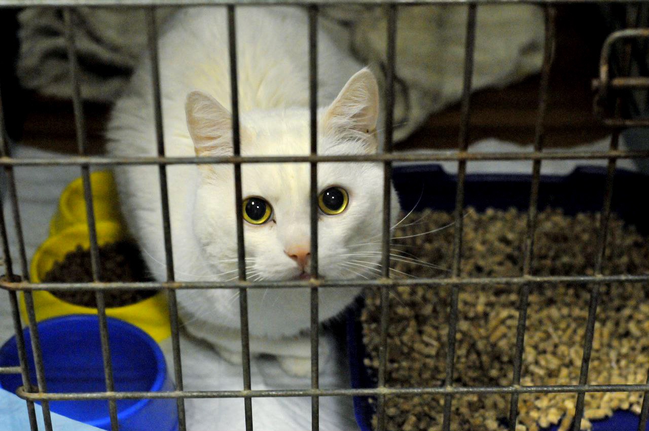 Амур (Малиш)