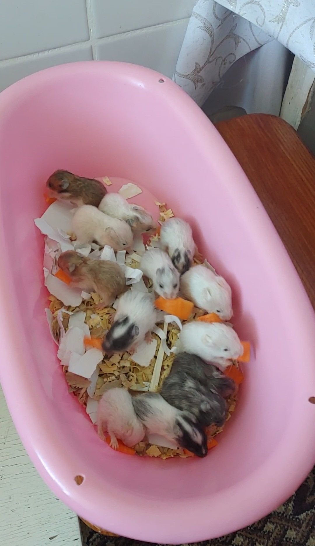 Малюкі сирійських хом'яків(03.02.2026)