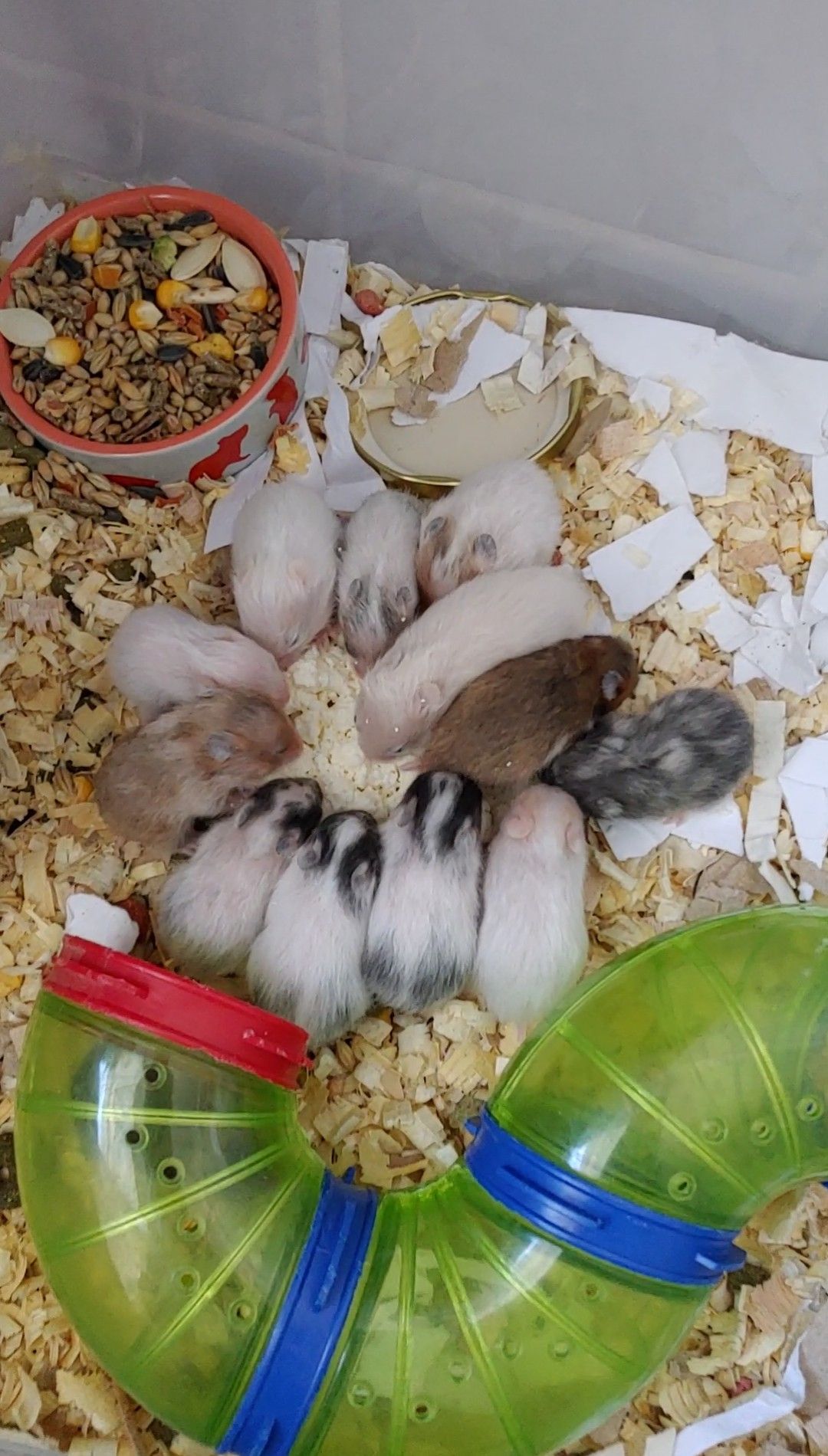 Малюкі сирійських хом'яків(03.02.2026)