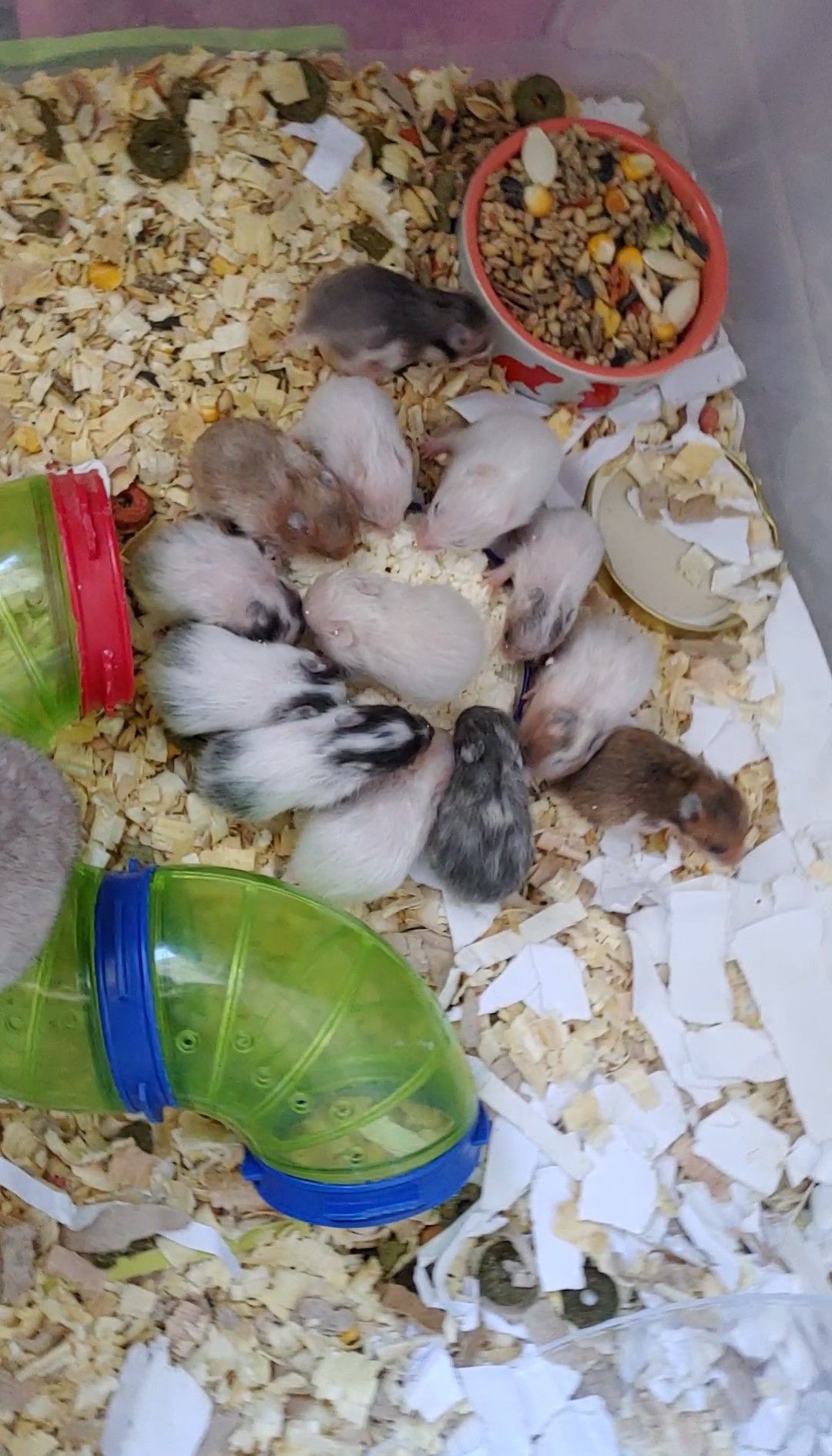 Малюкі сирійських хом'яків(03.02.2026)