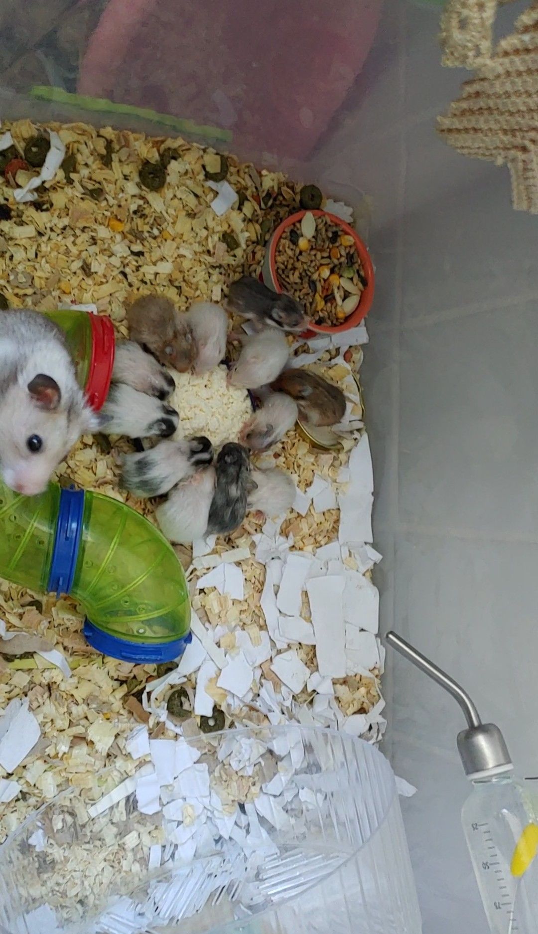 Малюкі сирійських хом'яків(03.02.2026)