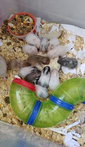 Малюкі сирійських хом'яків(03.02.2026)