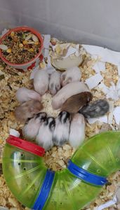 Малюкі сирійських хом'яків(03.02.2026)