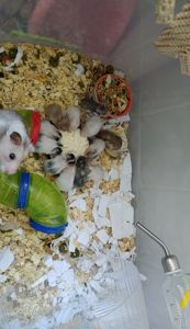 Малюкі сирійських хом'яків(03.02.2026)