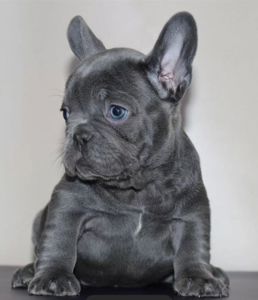 Преміальний ліловий French Bulldog puppy