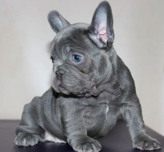 Преміальний ліловий French Bulldog puppy