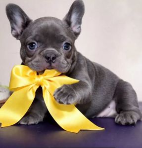Преміальний ліловий French Bulldog puppy