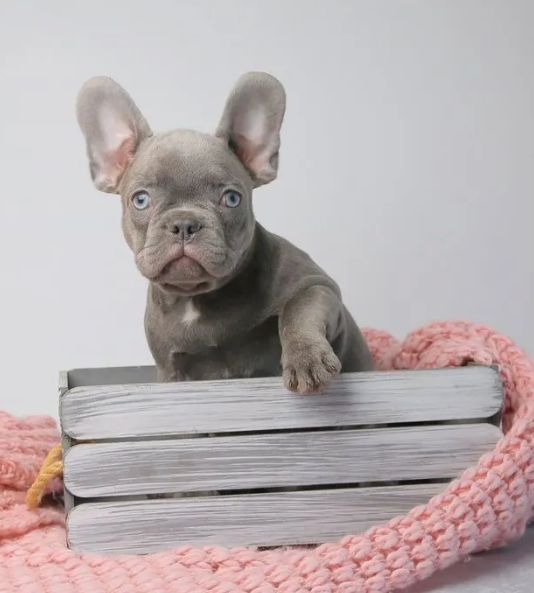 Преміальний ліловий French Bulldog puppy