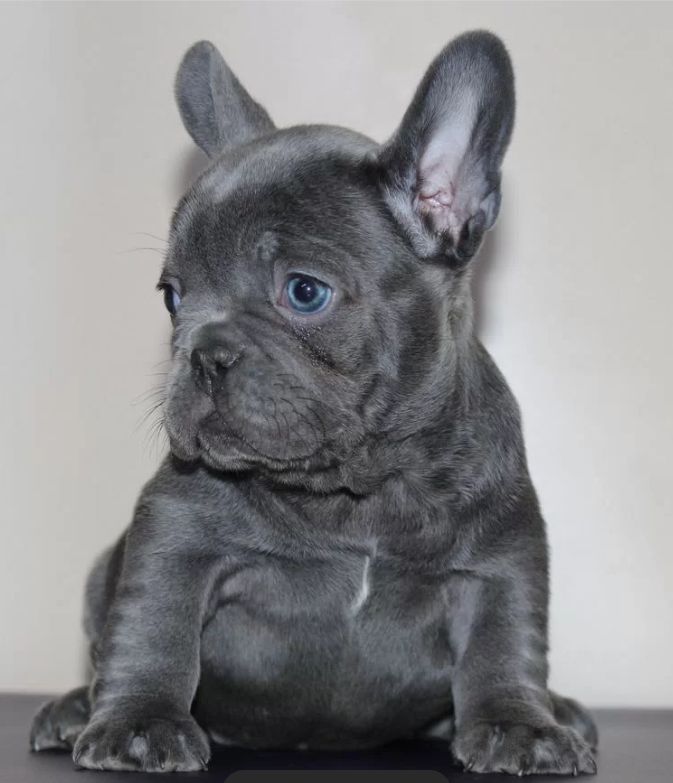 Преміальний ліловий French Bulldog puppy