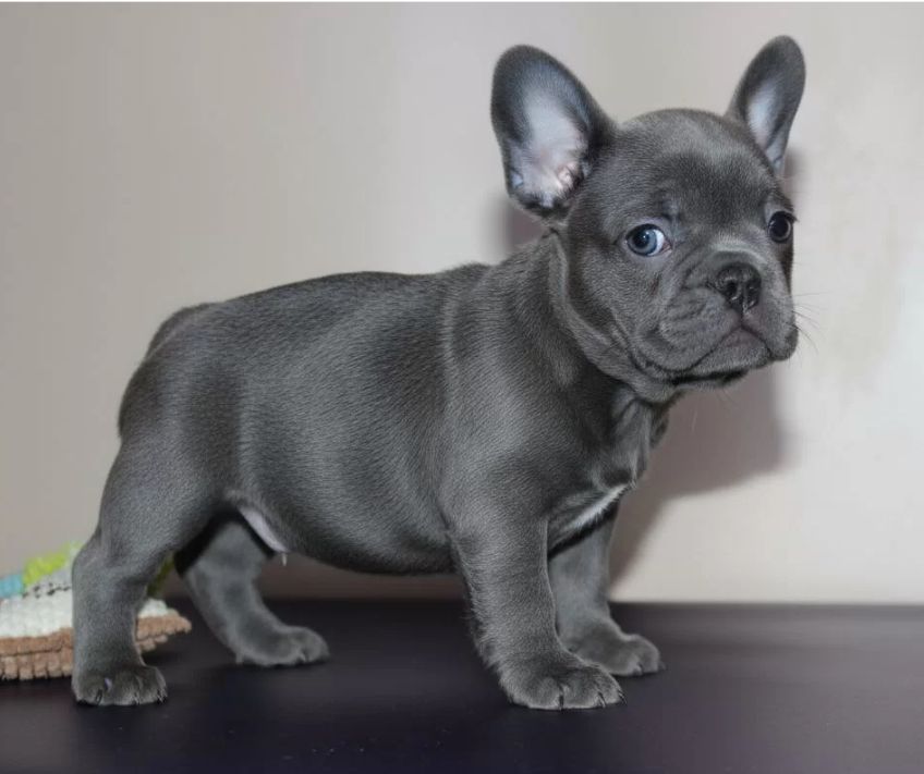 Преміальний ліловий French Bulldog puppy