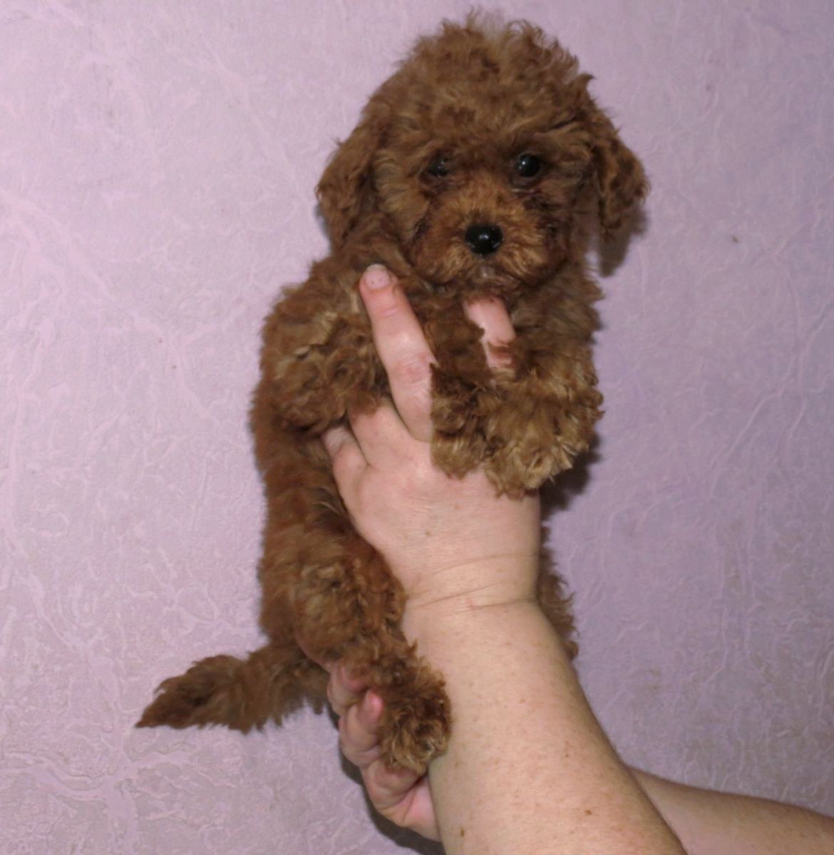 Той Пудель Ред Браун з документами клубу