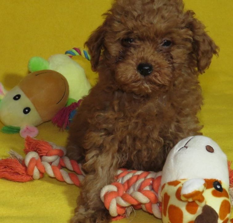 Той Пудель Ред Браун з документами клубу