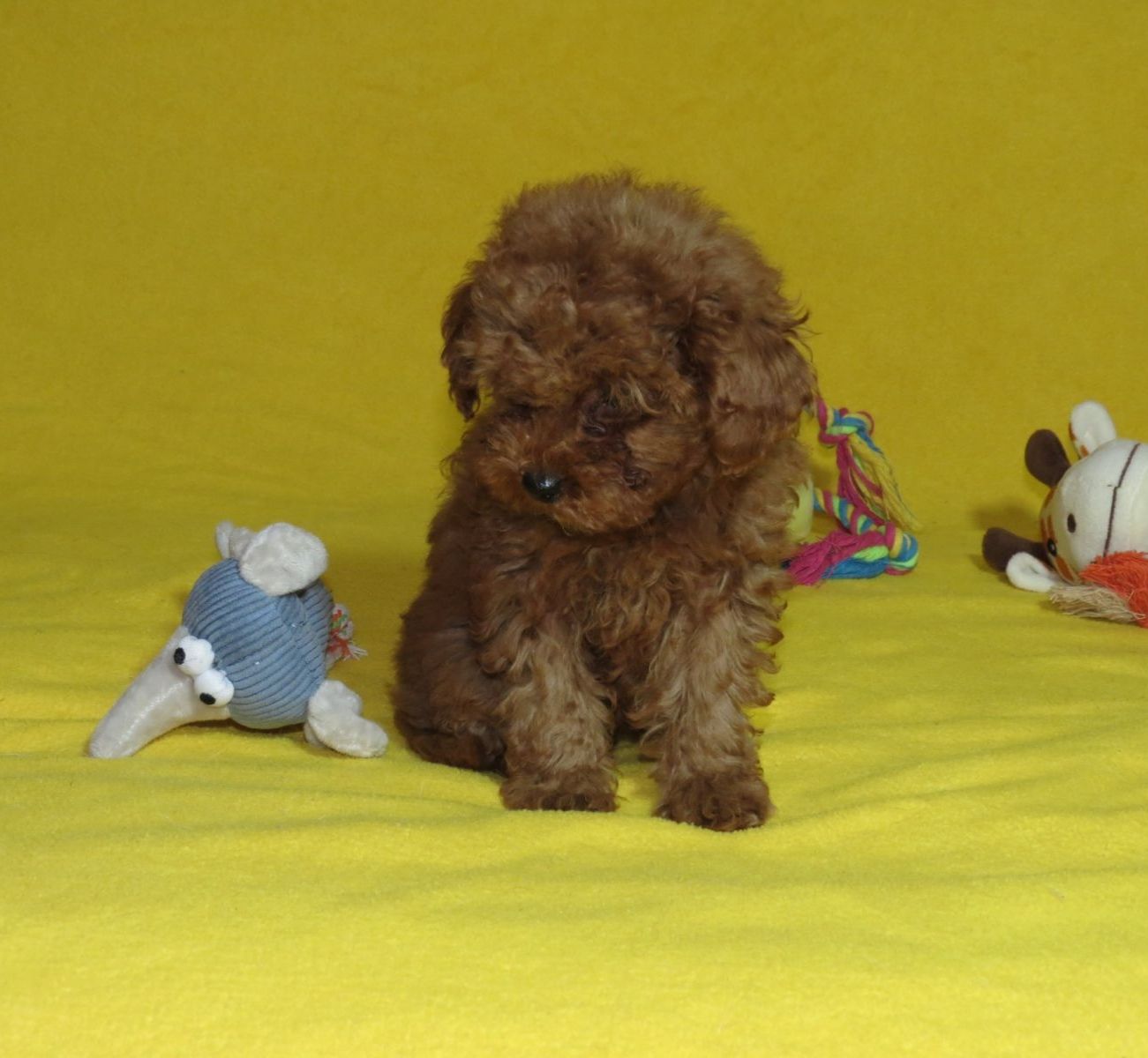 Той Пудель Ред Браун з документами клубу