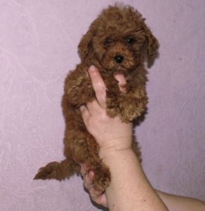 Той Пудель Ред Браун з документами клубу