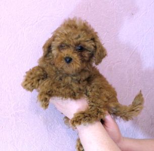 Той Пудель Ред Браун з документами клубу