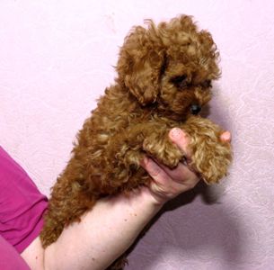 Той Пудель Ред Браун з документами клубу