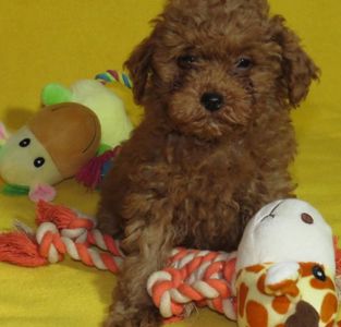 Той Пудель Ред Браун з документами клубу