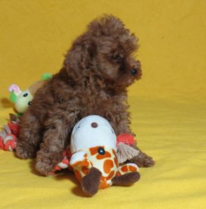 Той Пудель Ред Браун з документами клубу