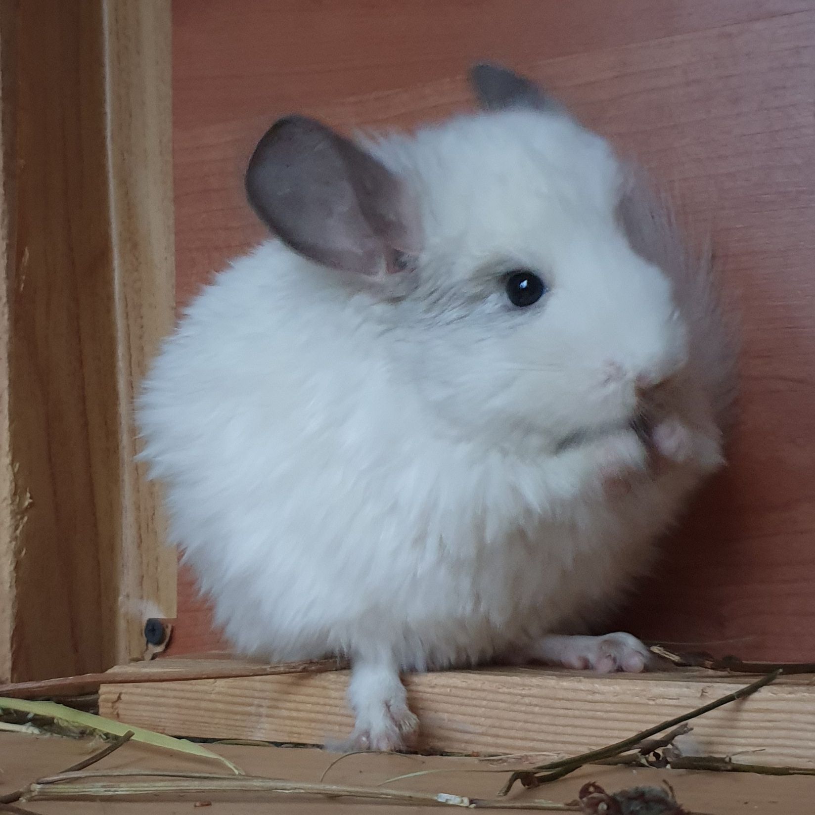 Самочка шиншиллы Белая эбони ангора (юниор)