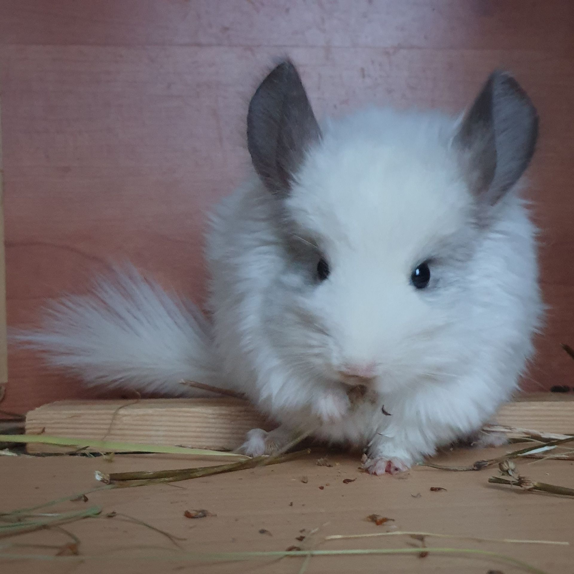 Самочка шиншиллы Белая эбони ангора (юниор)