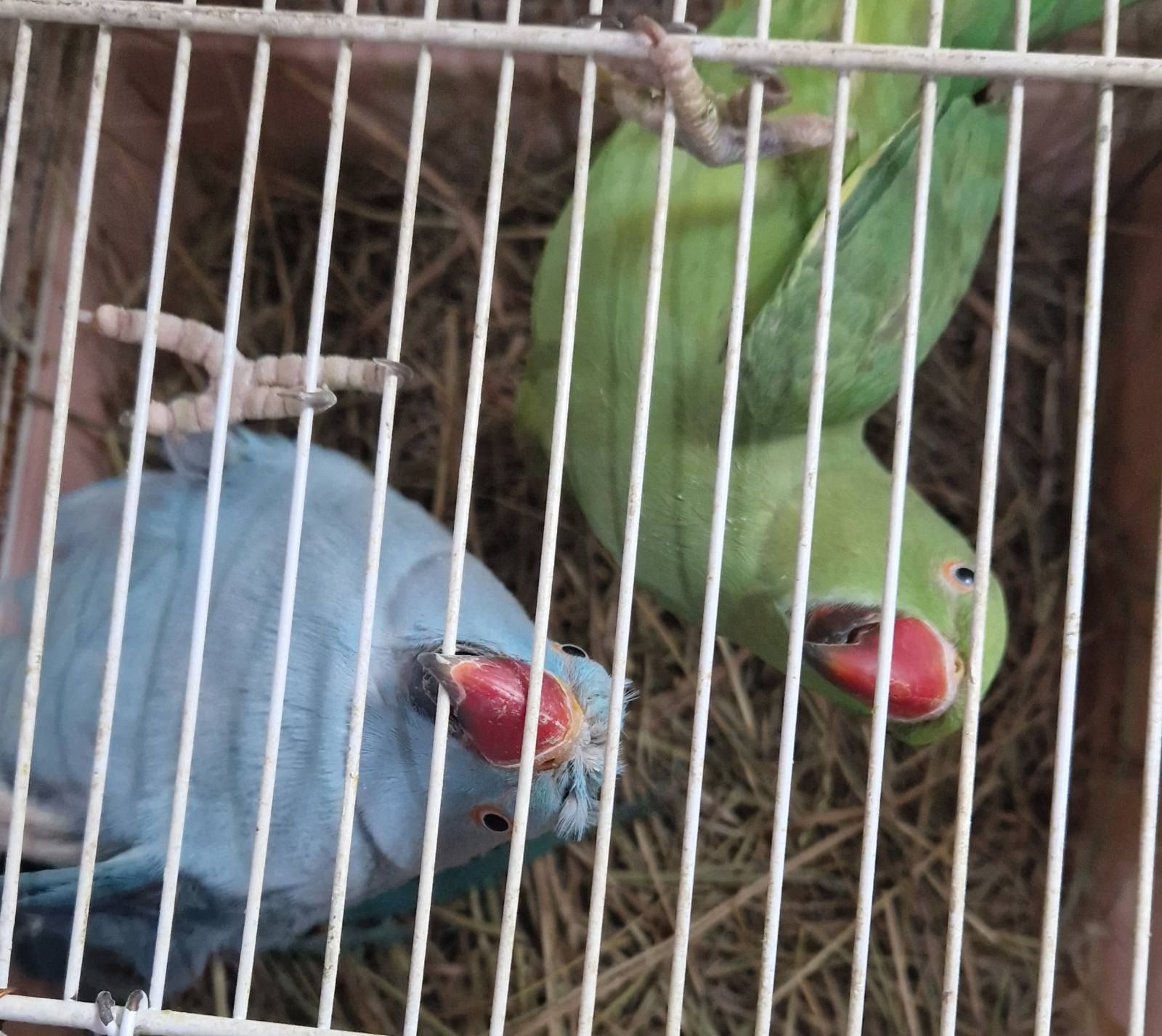 Молодые самцы зелёного и голубова цветов