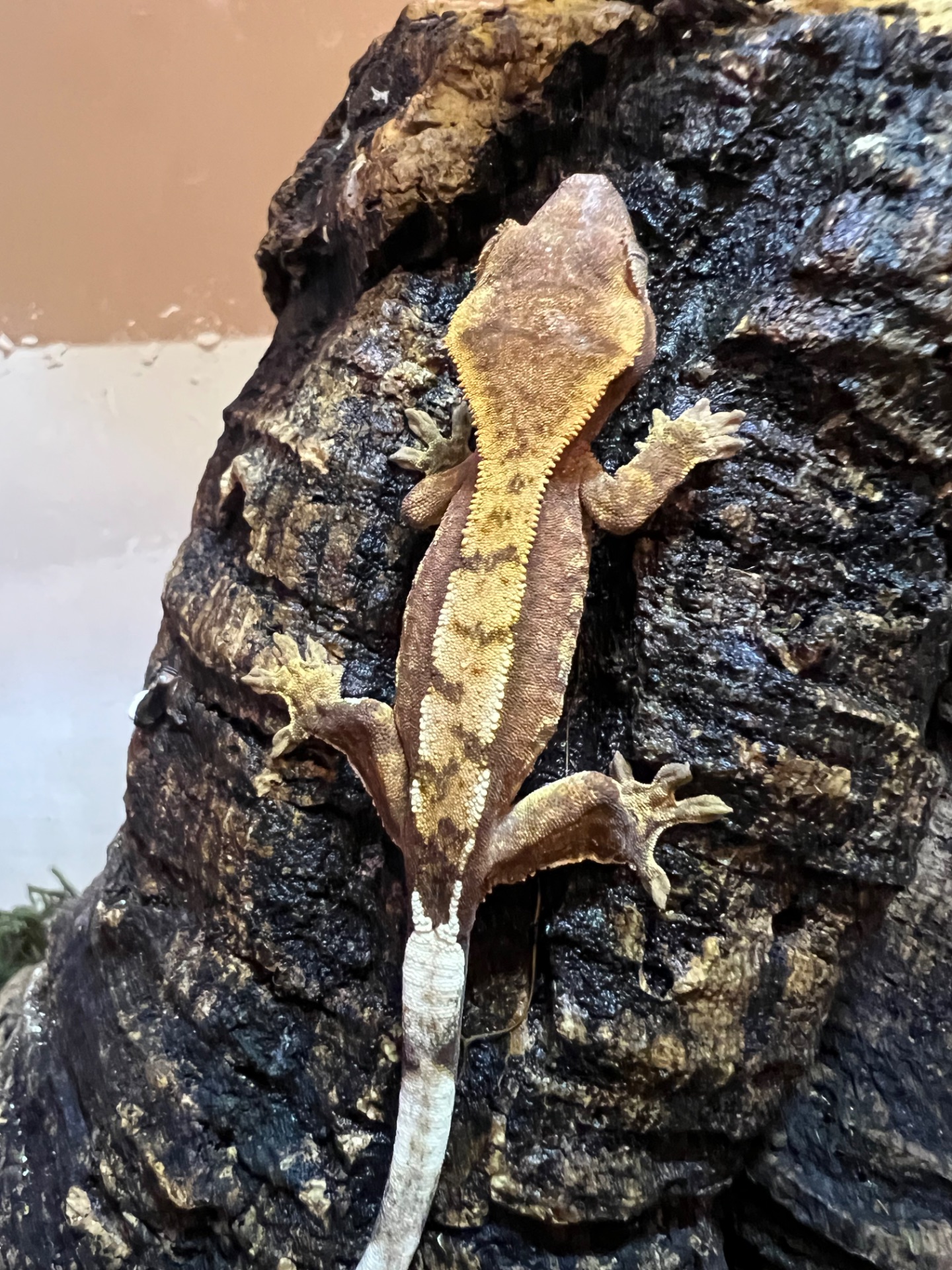 Ящірка гекон бананоїд/пригучп ящірка війчастий бананоїд