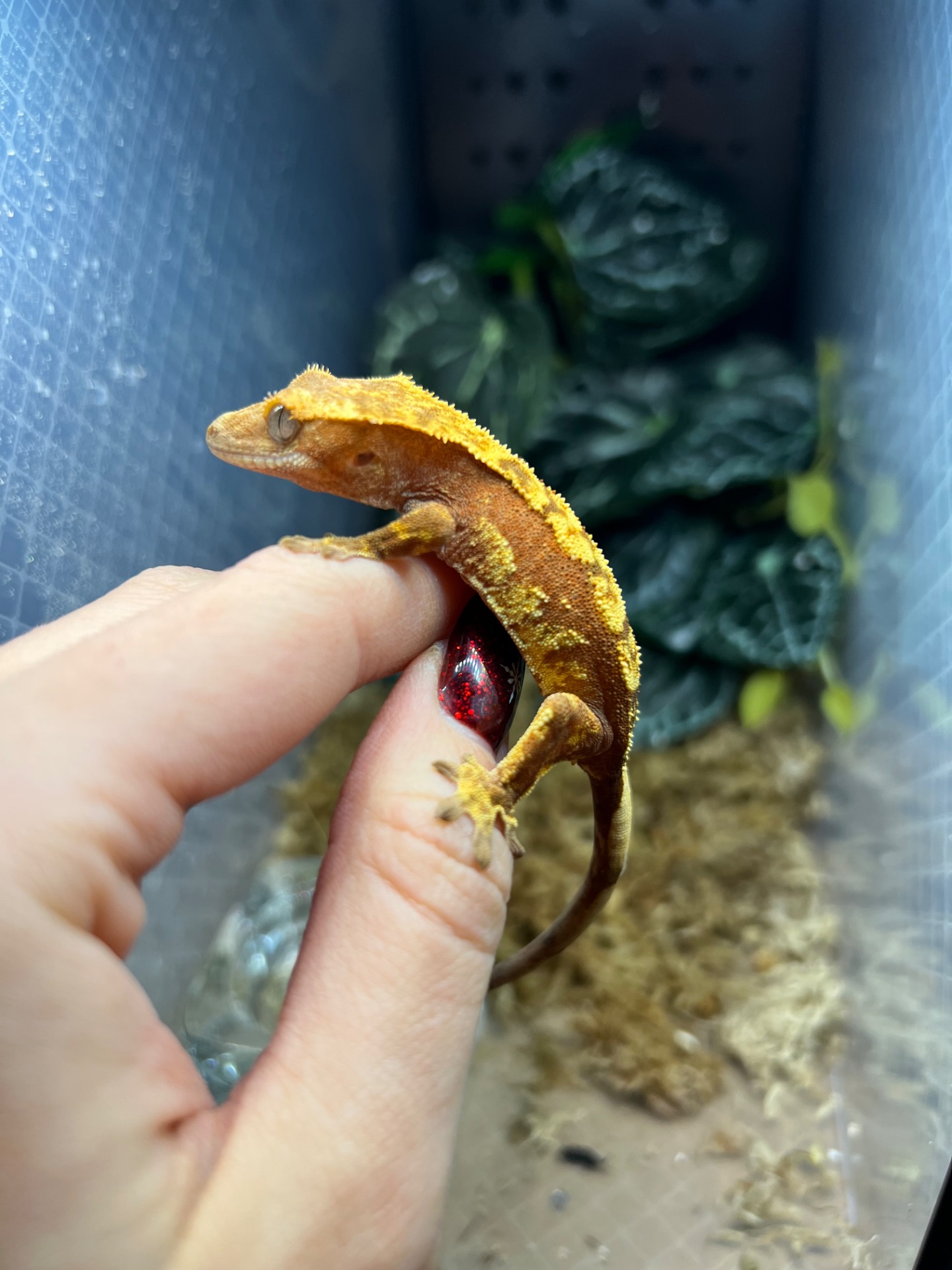 Ящірка гекон бананоїд/пригучп ящірка війчастий бананоїд