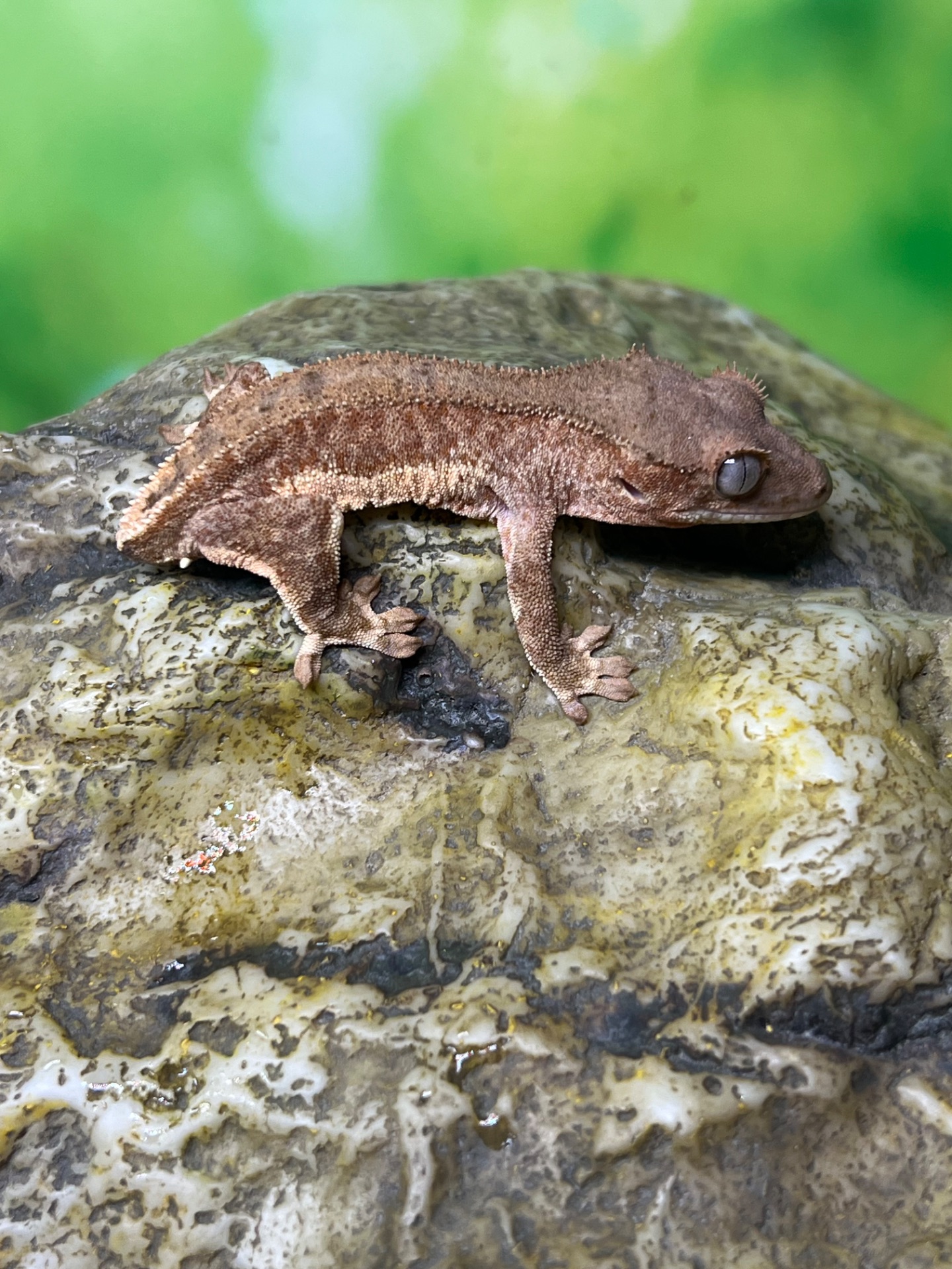 Ящірка гекон бананоїд/пригучп ящірка війчастий бананоїд