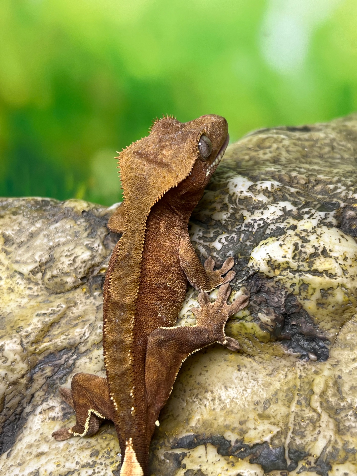 Ящірка гекон бананоїд/пригучп ящірка війчастий бананоїд