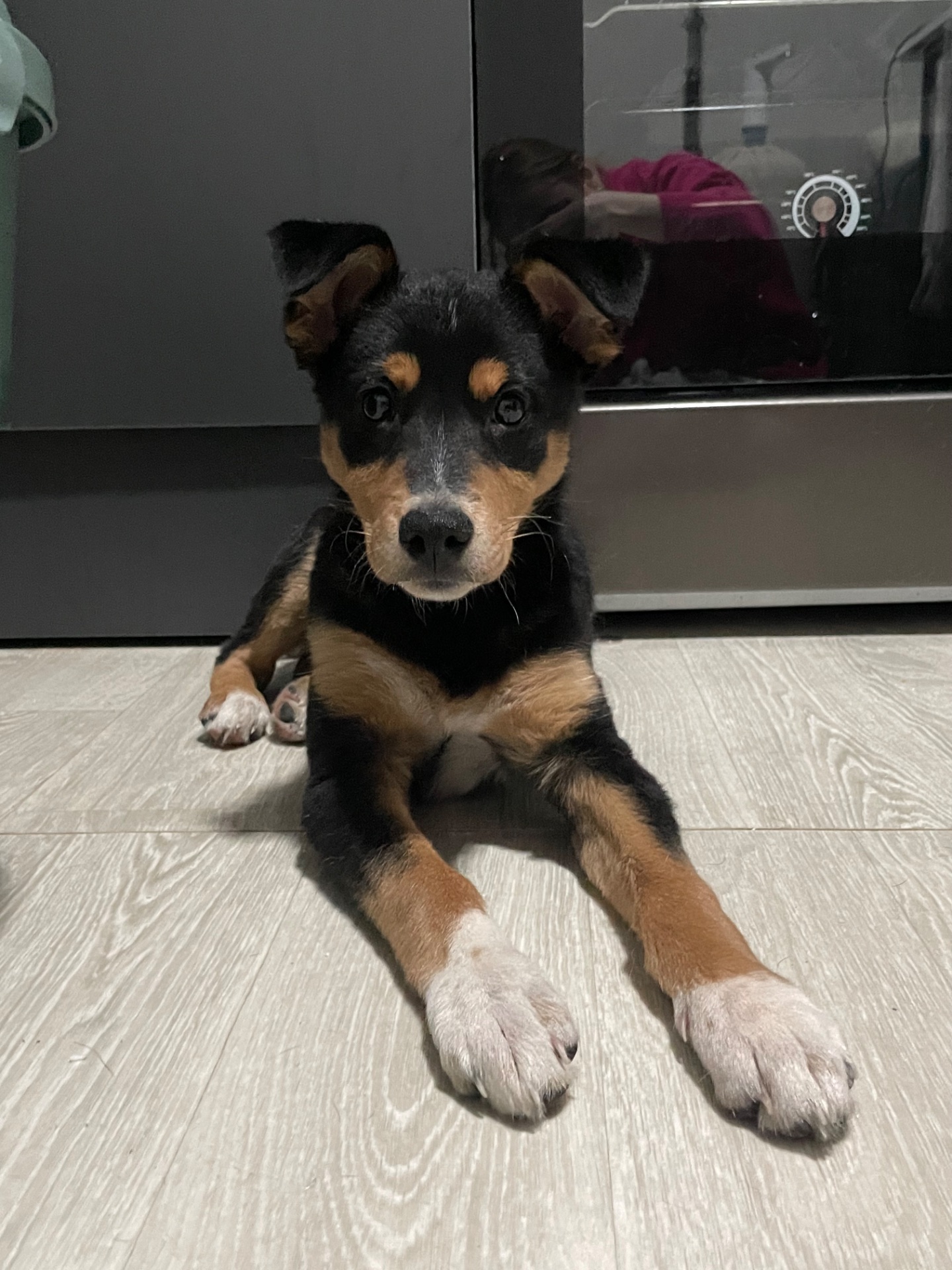 Хлопчик Бінго шукає родину