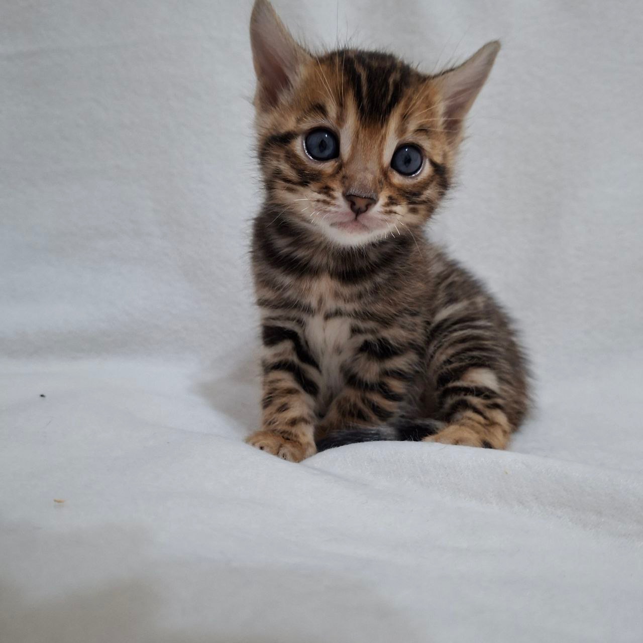 Бенгальські кошенята