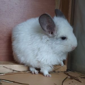 Самочка шиншиллы Белая эбони ангора (юниор)