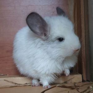Самочка шиншиллы Белая эбони ангора (юниор)