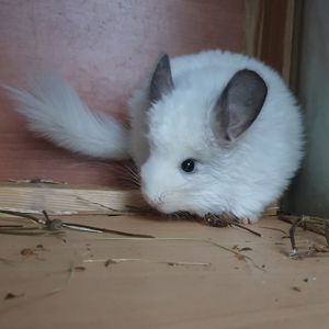 Самочка шиншиллы Белая эбони ангора (юниор)