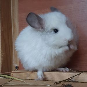 Самочка шиншиллы Белая эбони ангора (юниор)