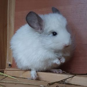 Самочка шиншиллы Белая эбони ангора (юниор)