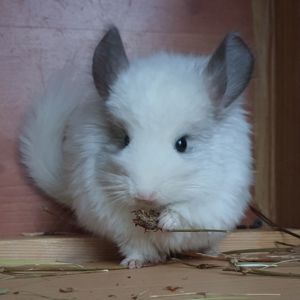 Самочка шиншиллы Белая эбони ангора (юниор)